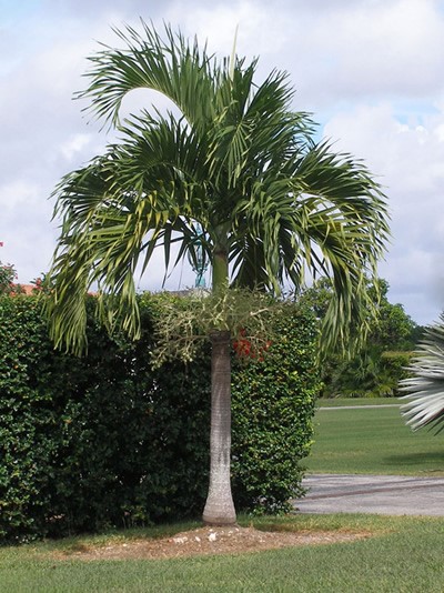 Adonidia Palm – Easy and Elegant - RS Walsh Landscaping, Inc.